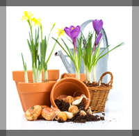 pots, bulbs and watering can